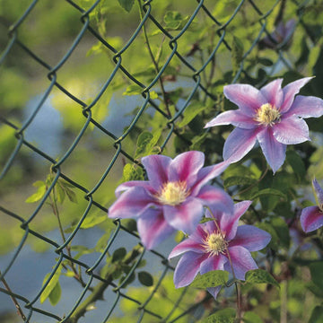 Maschendrahtzäune mit Blumen